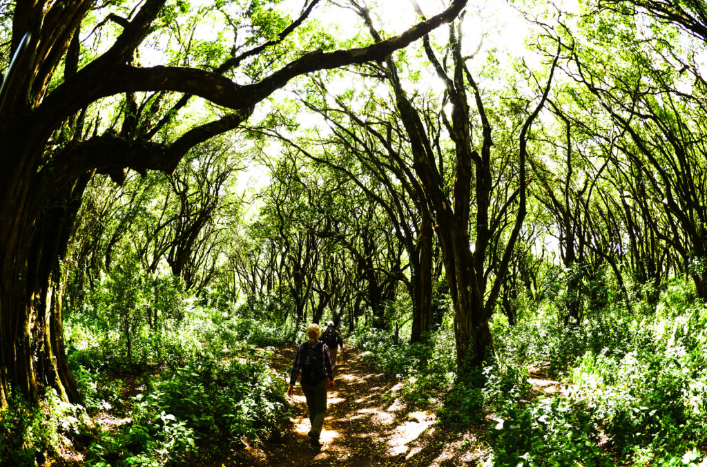 Ngorongoro Walking Safari