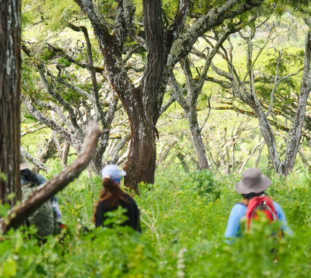 Ngorongoro Walking Safari