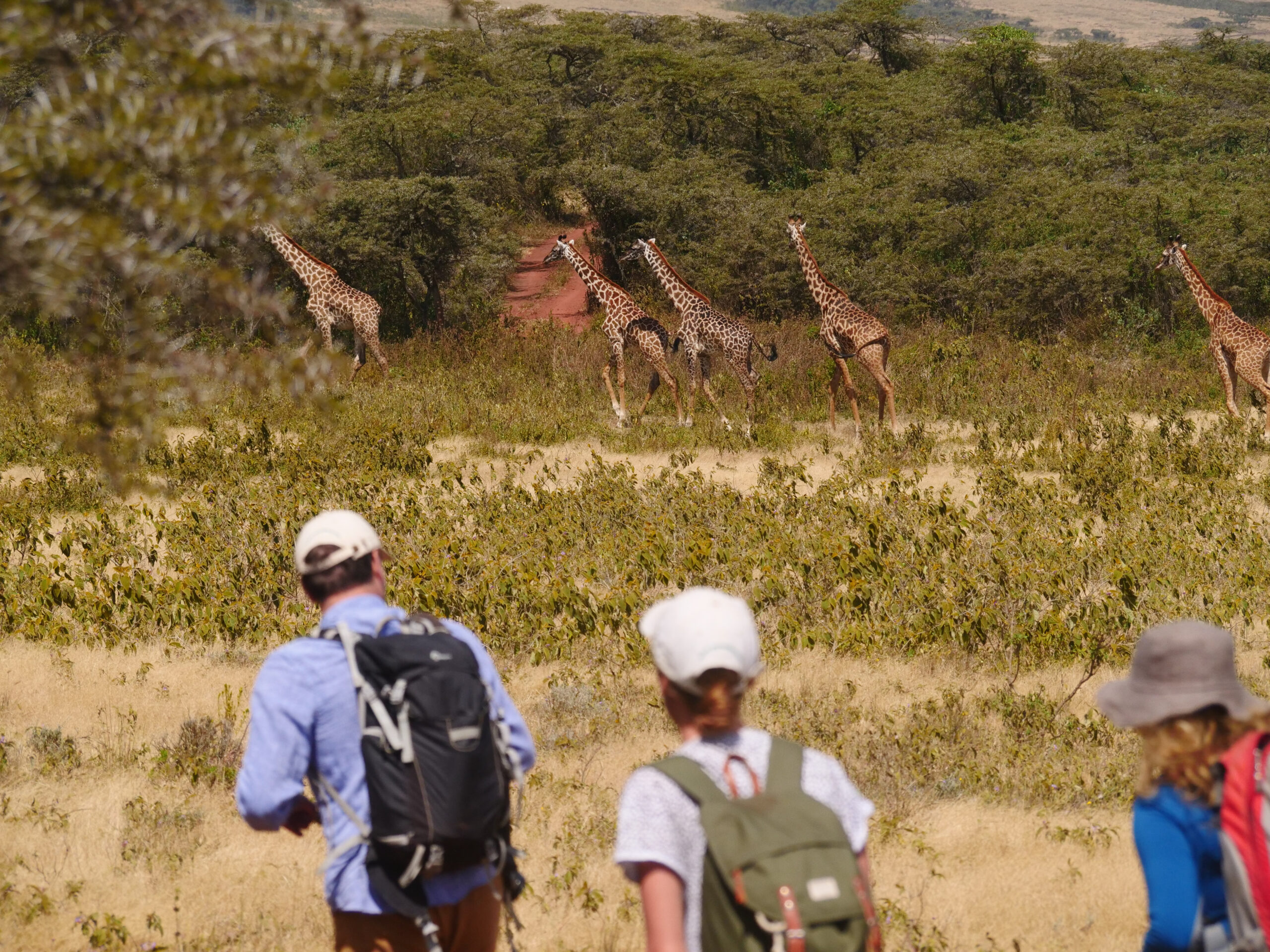 The Best Walking Safaris in the Serengeti