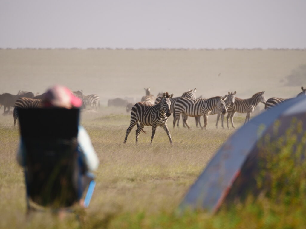 Wayo Walking Camp Serengeti Fly Camping - wildlife