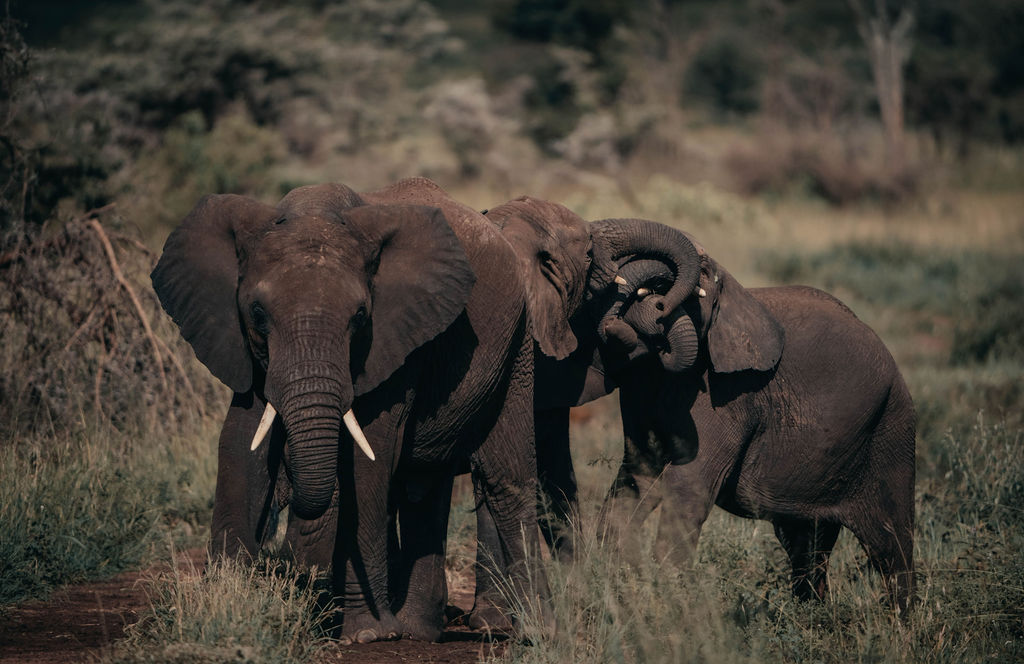 Safari wildlife - elephants